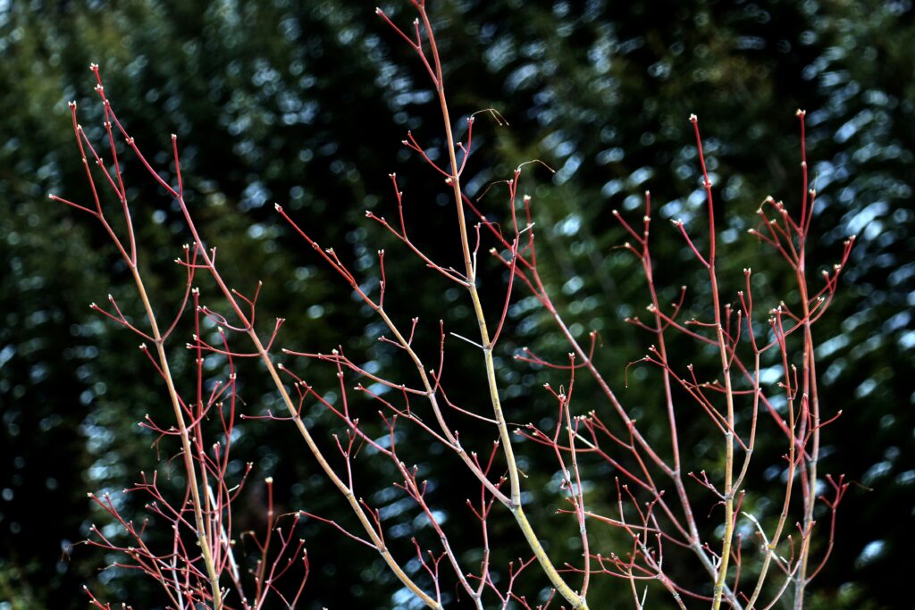 Tree budding in the spring